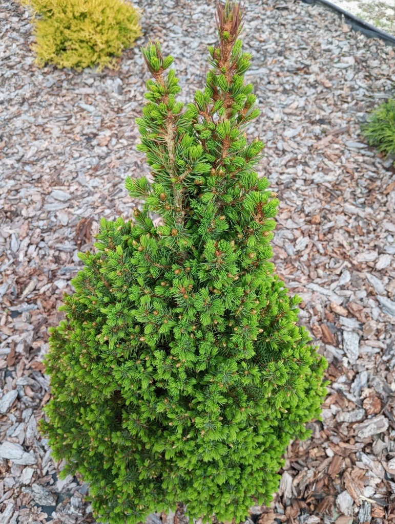  Ель канадская Коника