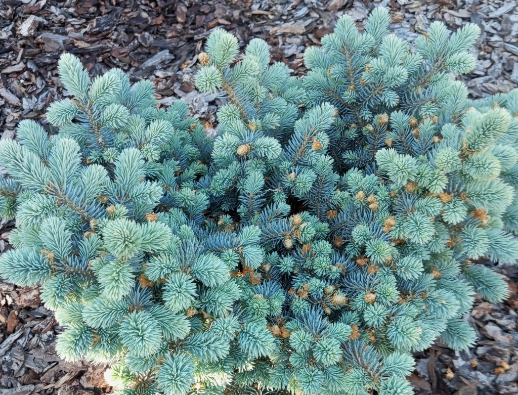  Ель колючая Глаука Глобоза