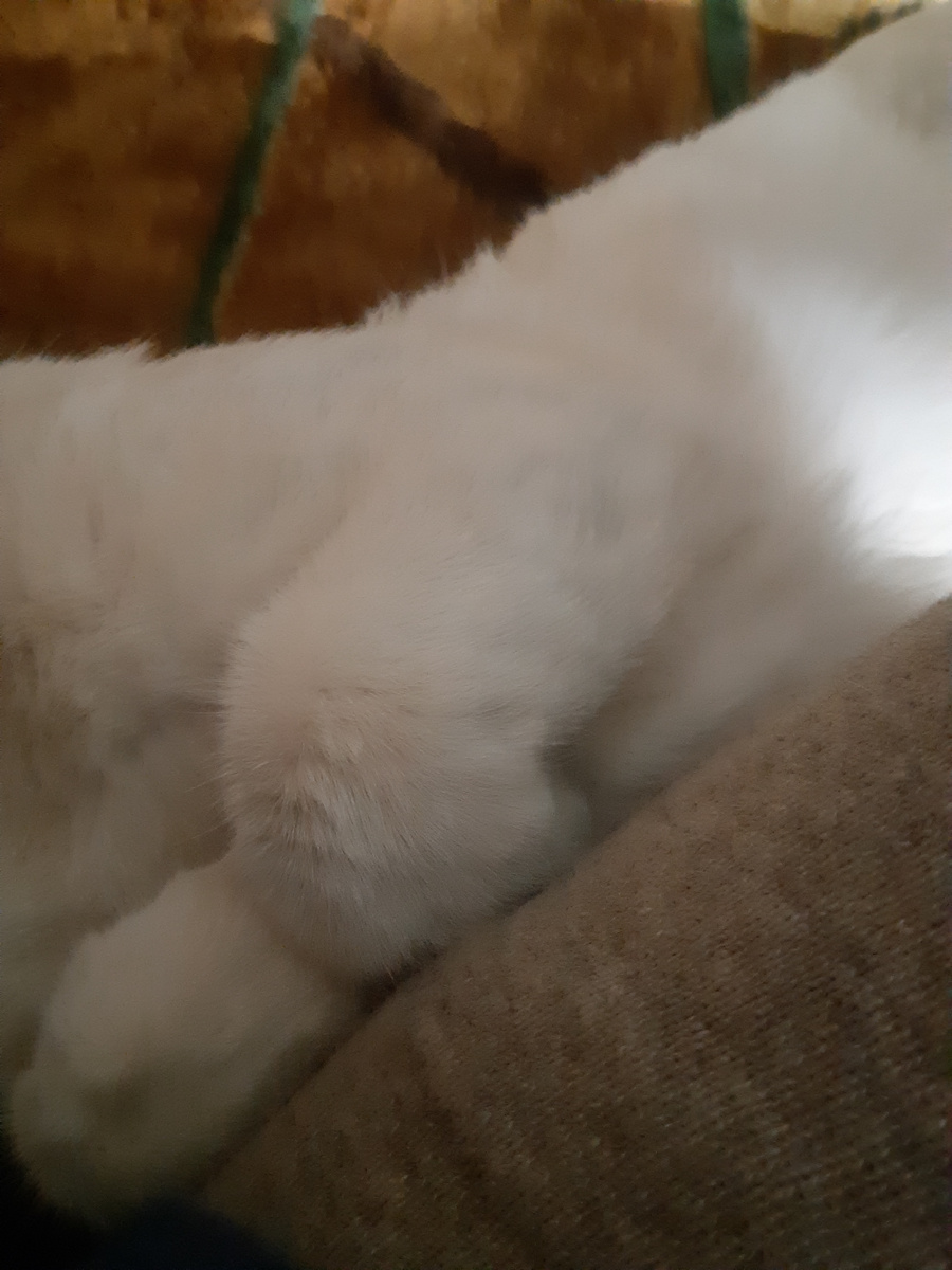 Главный слушатель тоже на месте, сердечко всем от него)