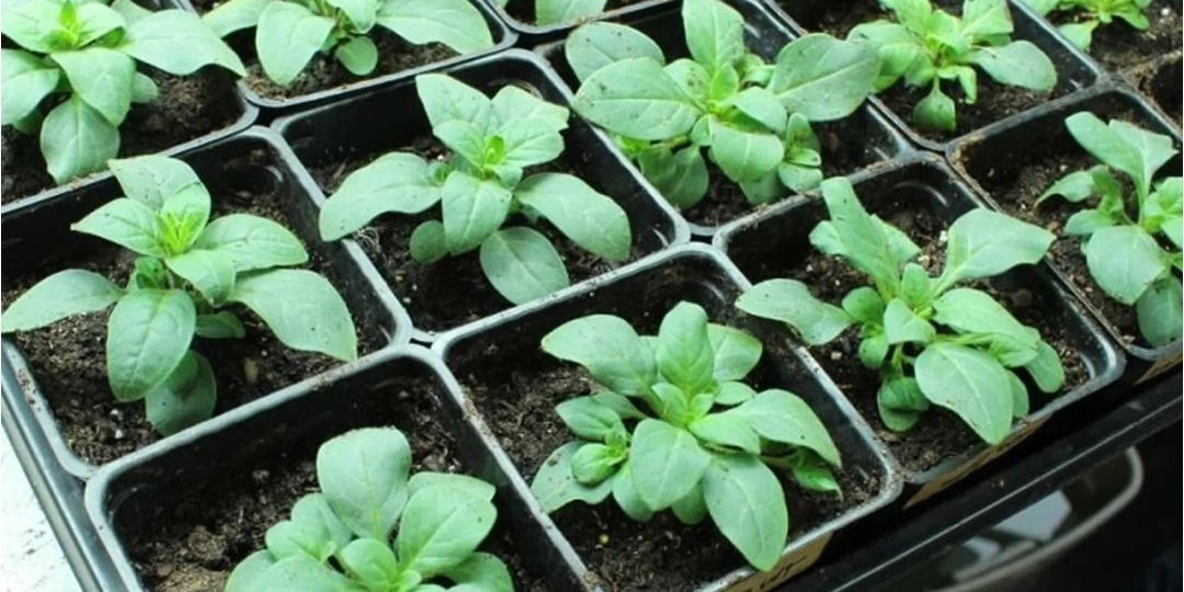 Когда сеять петунию на рассаду в 2026 году: точные сроки для пышного цветения