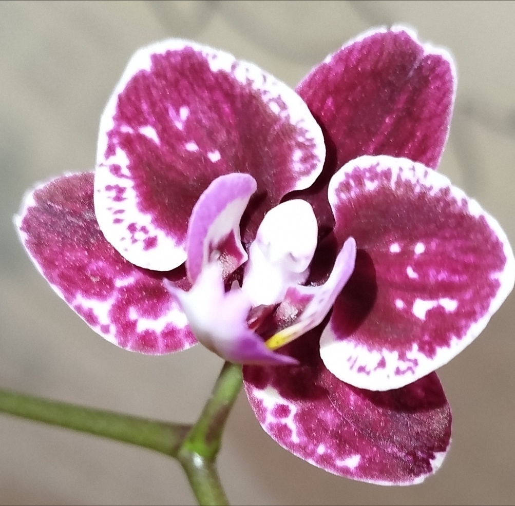 Первый цветок первого домашнего цветения кренберри чача