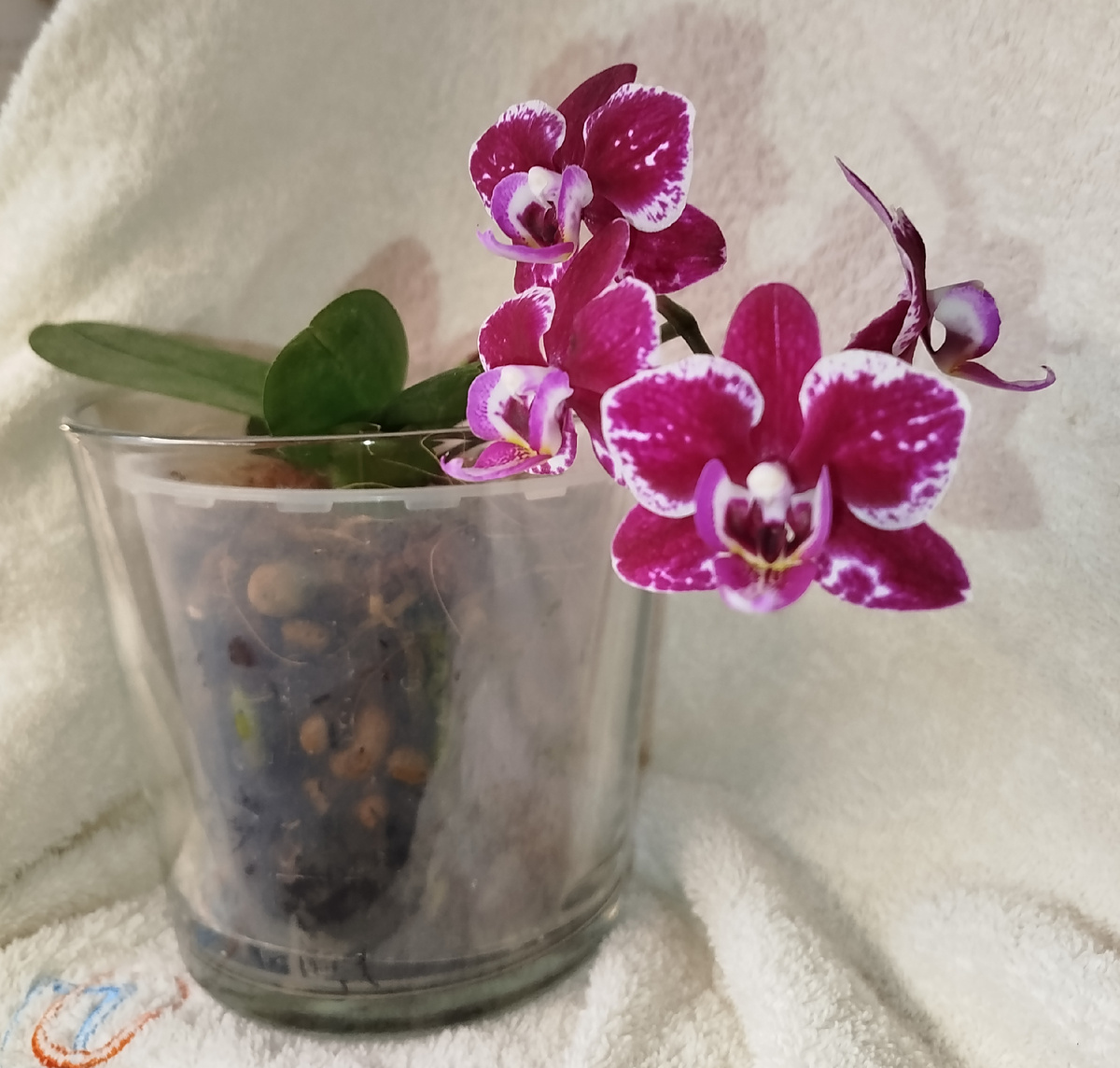 18 января 2025  первое домашнее цветение  Кренберри чача  "Чернички"