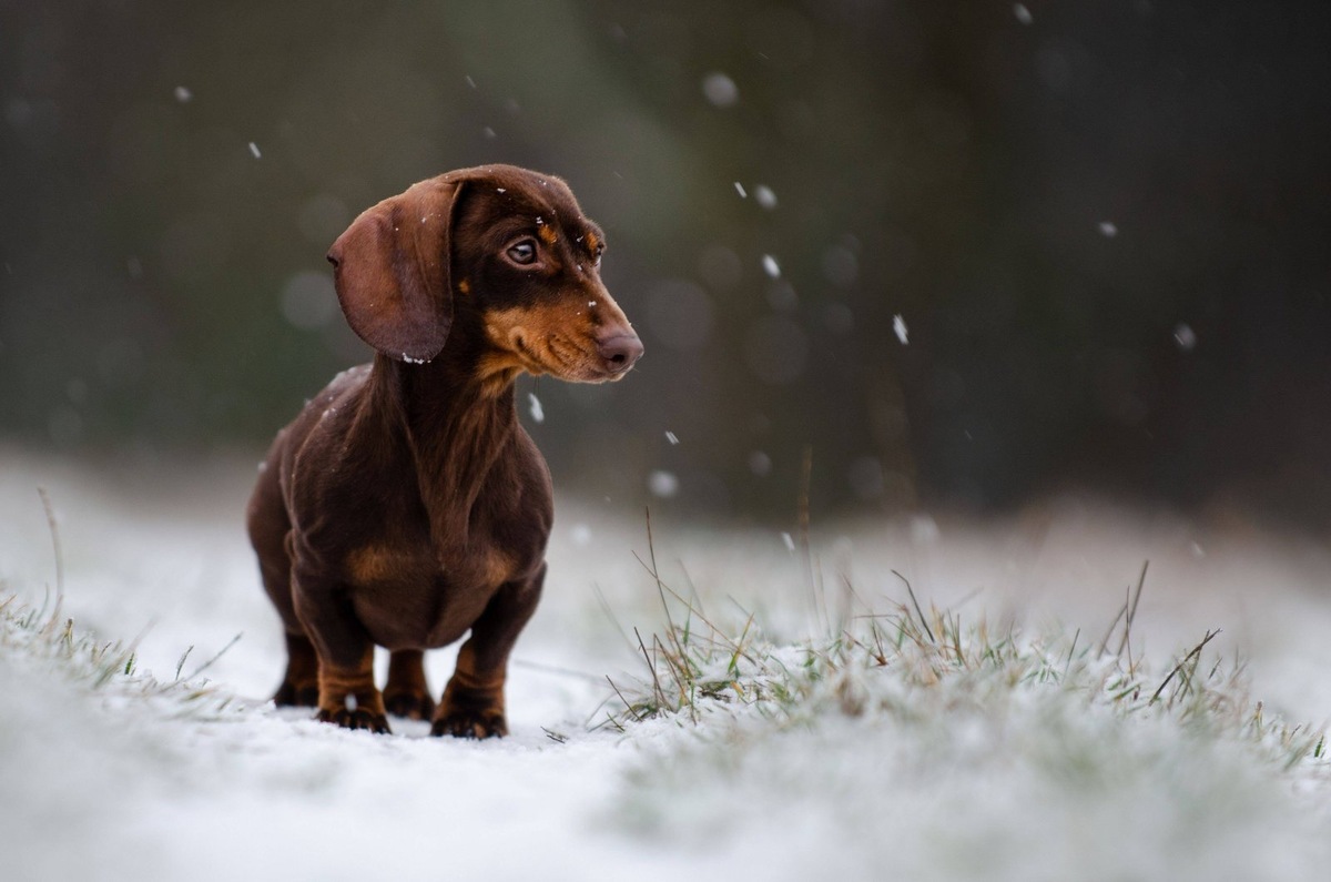    Эта история — последствия безответственного отношения к разведению породистых животных. Фото подобрано по теме статьи и не является истинным