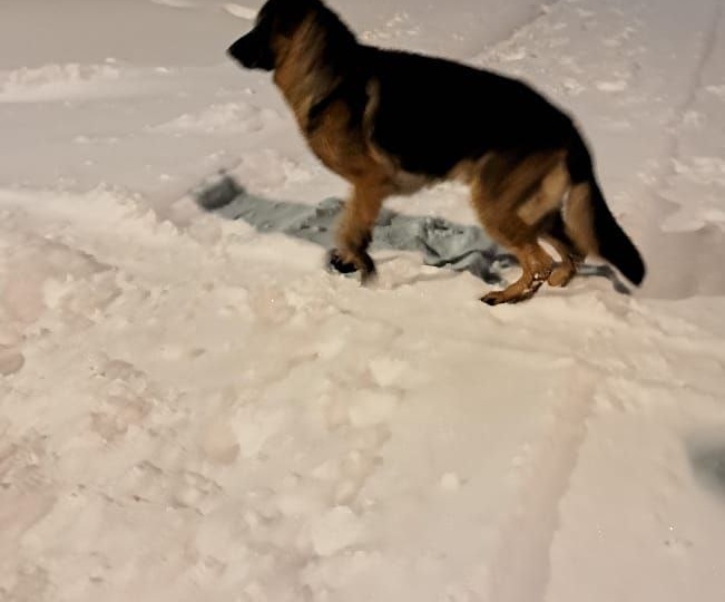 Найдена собака