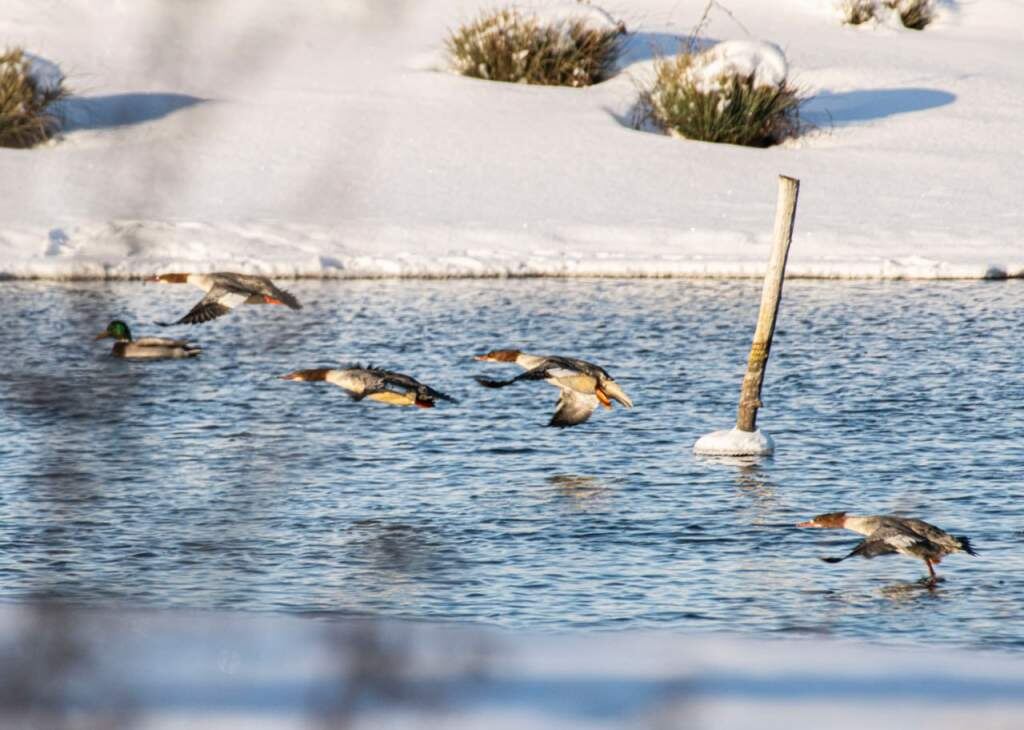    фото: Алексей Сиваков