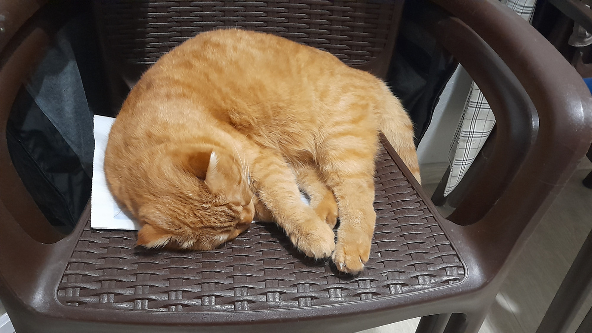 Кот проводит мастер класс