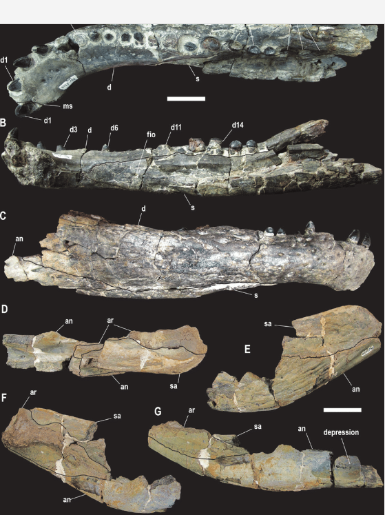 БОТТОЗАВР (Bottosaurus)