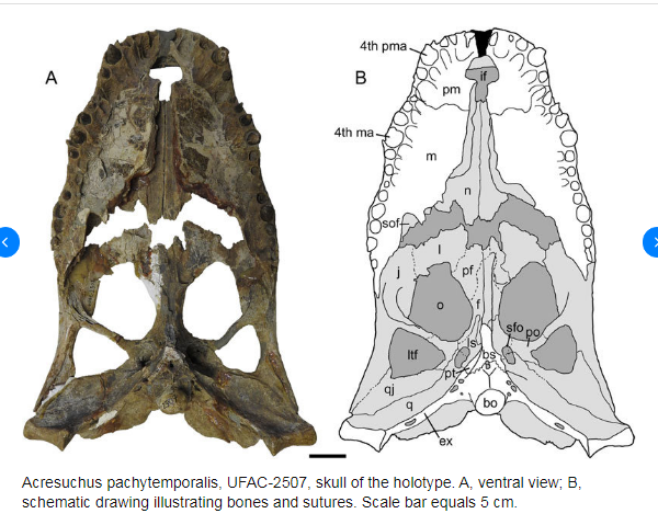 АКРЕЗУХУС (Acresuchus)