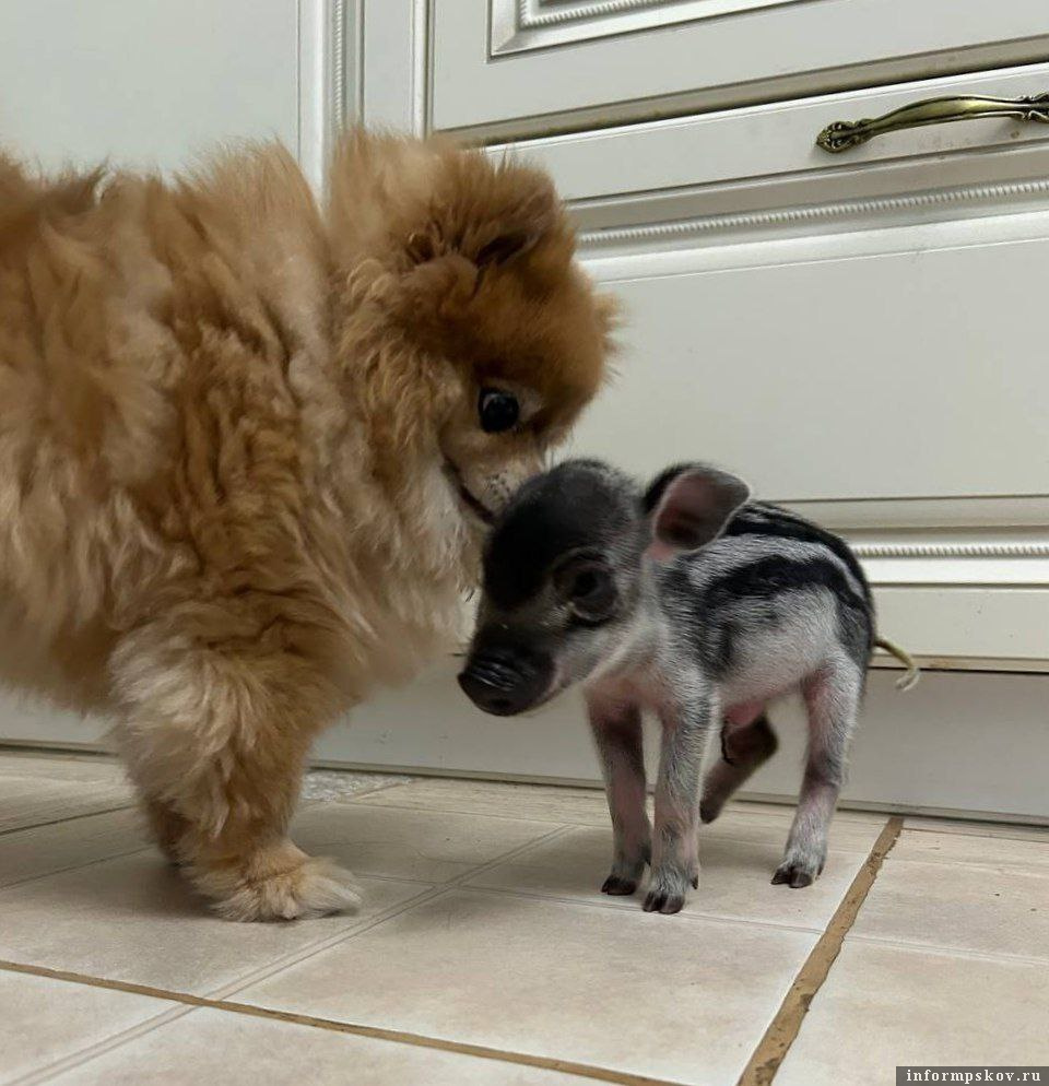 Фото из группы подворья в соцсети «ВКонтакте»