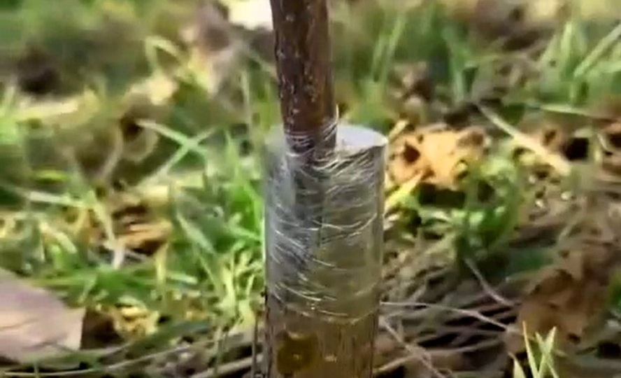 Чем лучше обматывать прививки деревьев