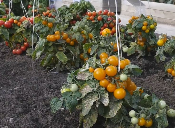 Низкорослые томаты: выбор, посадка и уход