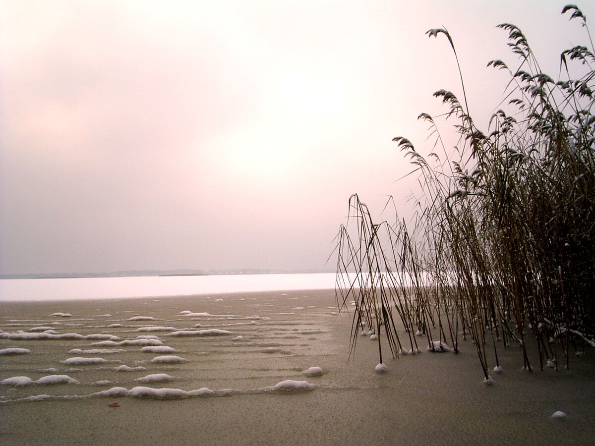 1. Утрення снежная гребенка с камышами.