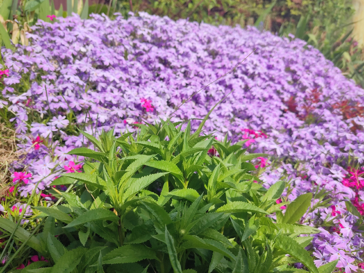 Май в сиреневой дымке