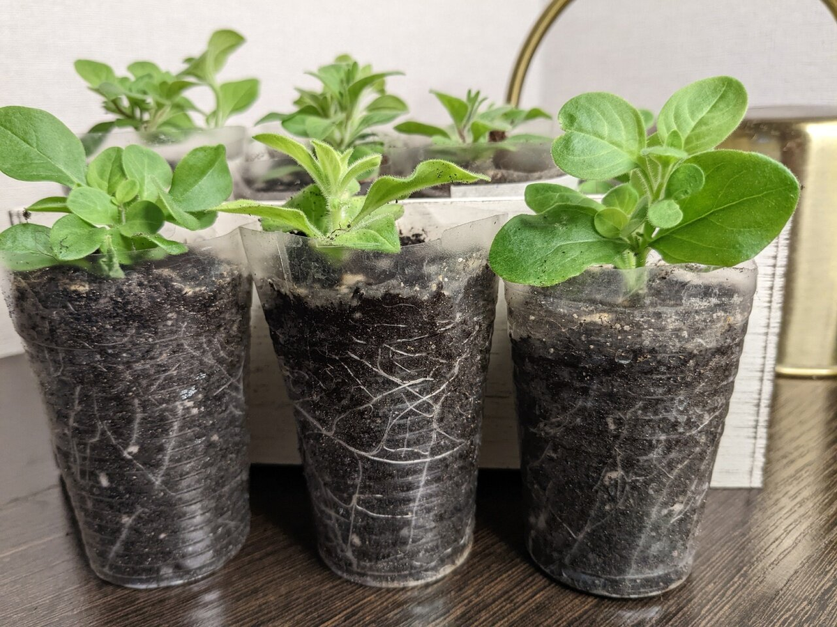 Белые корни черенков в прозрачном стакане - прекрасное зрелище