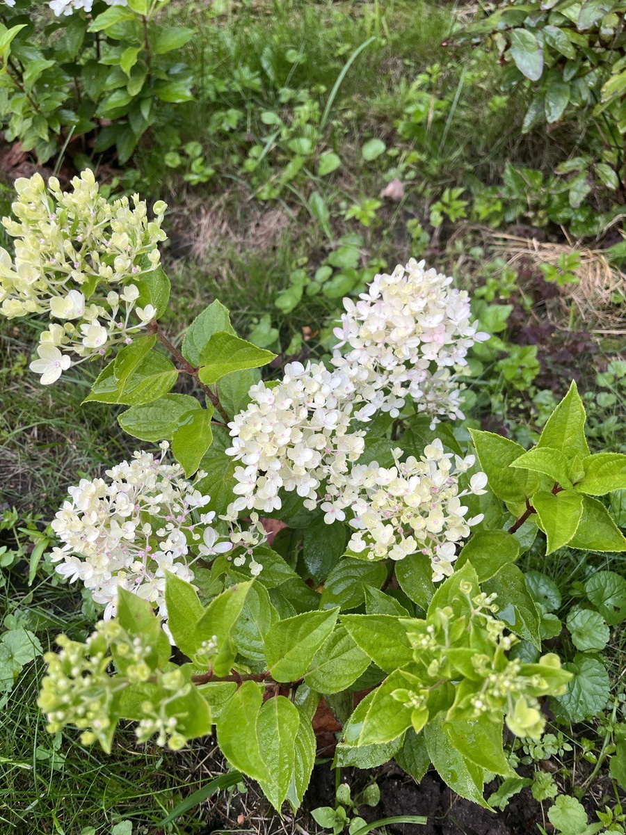 Метелки стали распускаться в самом конце лета. На фото – 18 августа.