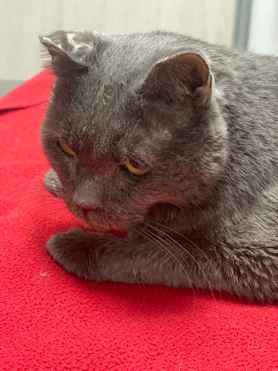 Рафик в ветклинике