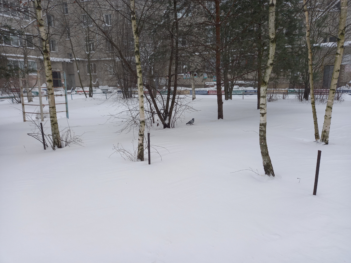 За несколько часов выпала, наверно, половина месячной нормы снега. Фото автора.