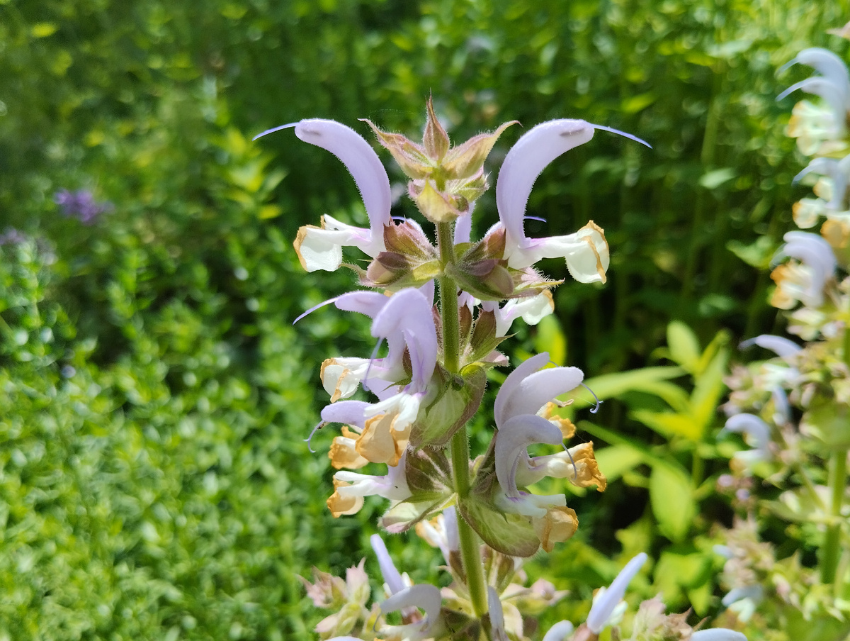 Шалфей мускатный "Вкус грибов"