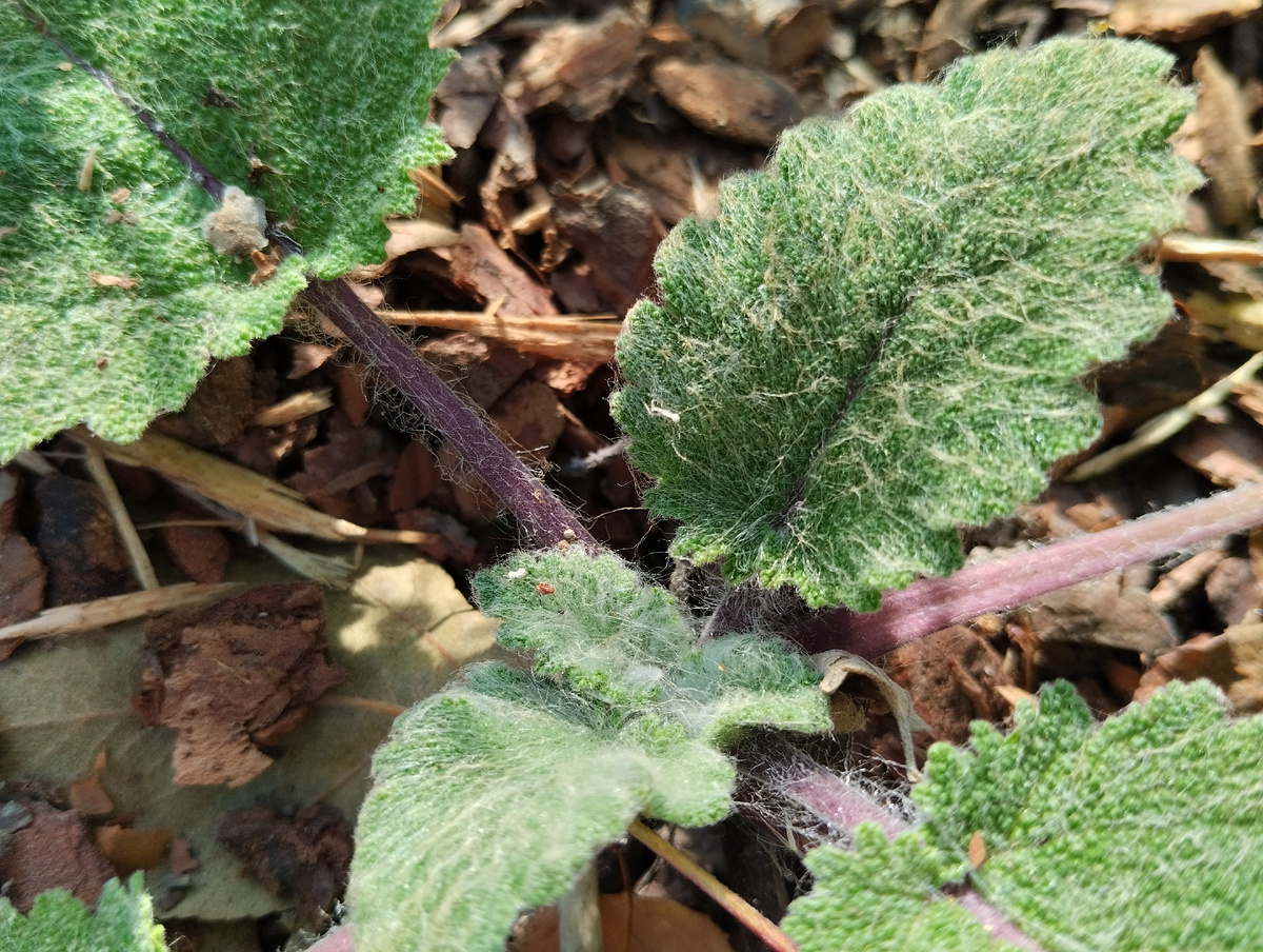 Розетка шалфея мускатного первого года жизни