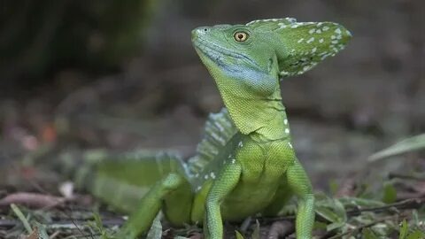 Шлемоносный василиск. Яндекс картинки. 