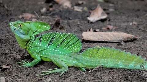 Шлемоносный василиск самец. Яндекс картинки. 