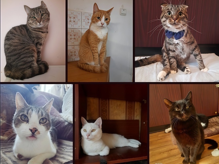     Фото: сообщество приюта «Доброе сердце»