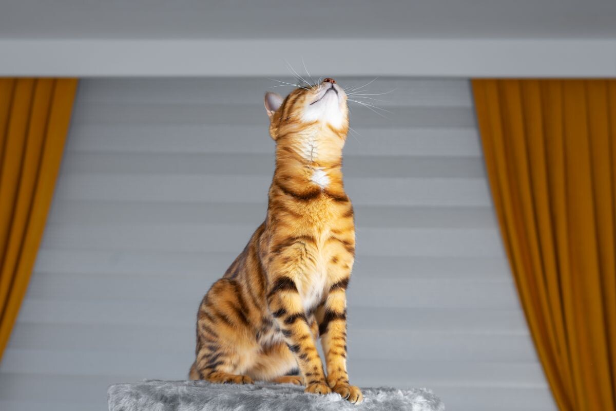 Кот смотрит в потолок 