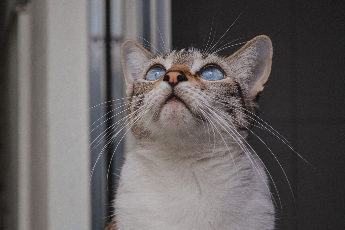 Милая кошка смотрит вверх