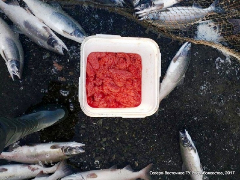 Фото: СВТУ ФАР