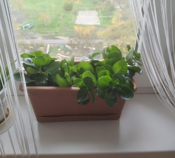 Каланхоэ - мой стойкий друг, который всё-таки требует внимания