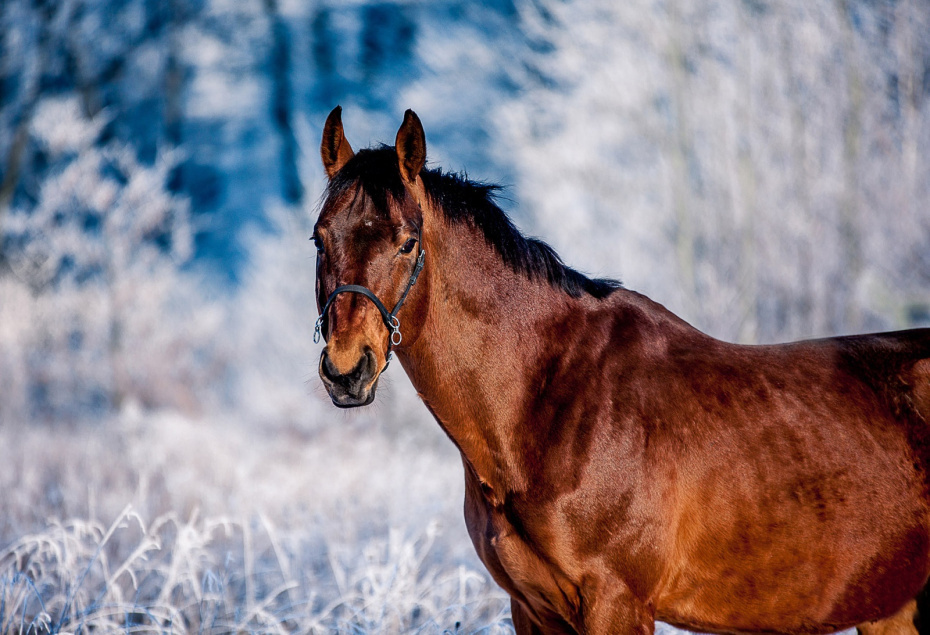    Shutterstock/FOTODOM