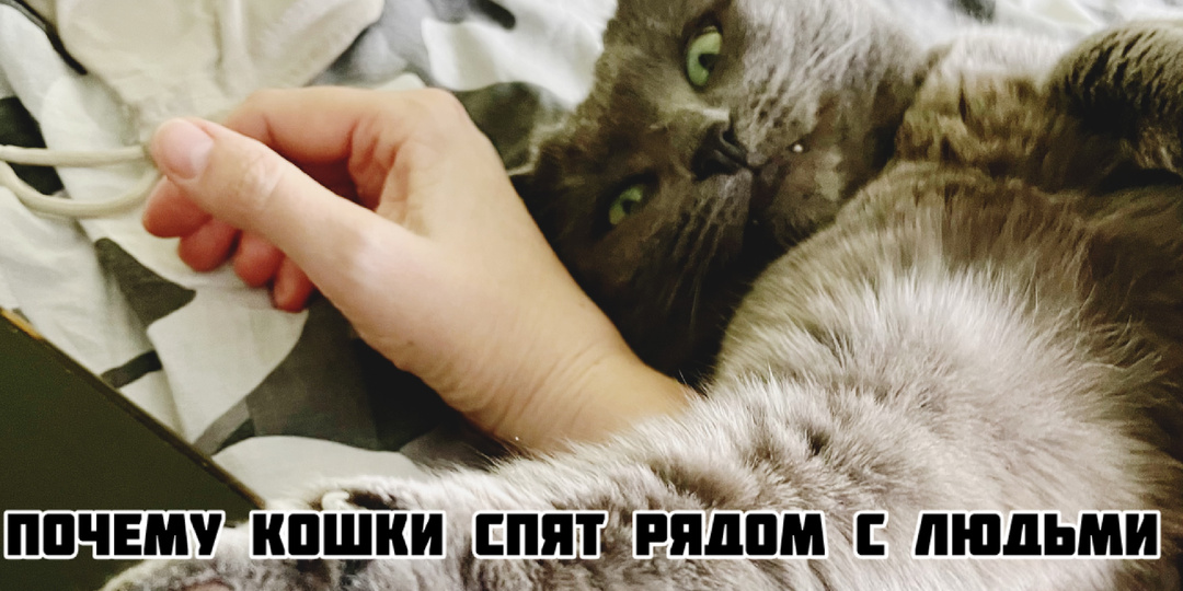Почему кошки спят рядом с людьми? Привычка или потребность