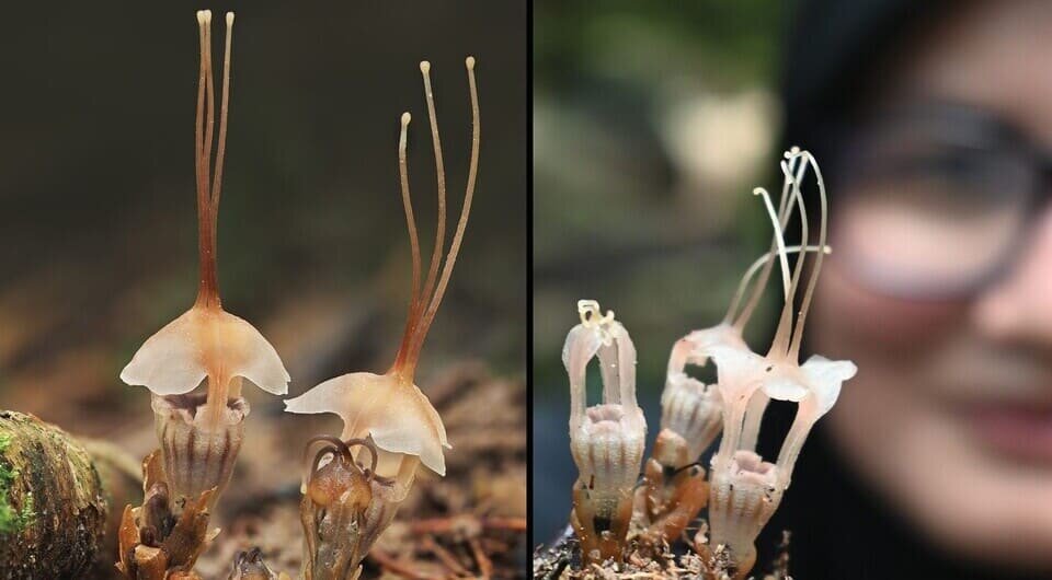   Mat Yunoh Siti-Munirah et al. / PhytoKeys, 2025