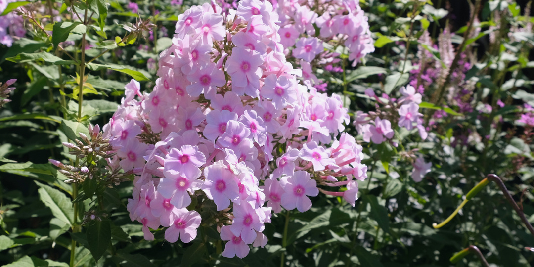 Садовый дневник: середина августа, флоксы, кактусы и вереск