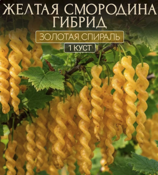 Макаронная фабрика в действии )