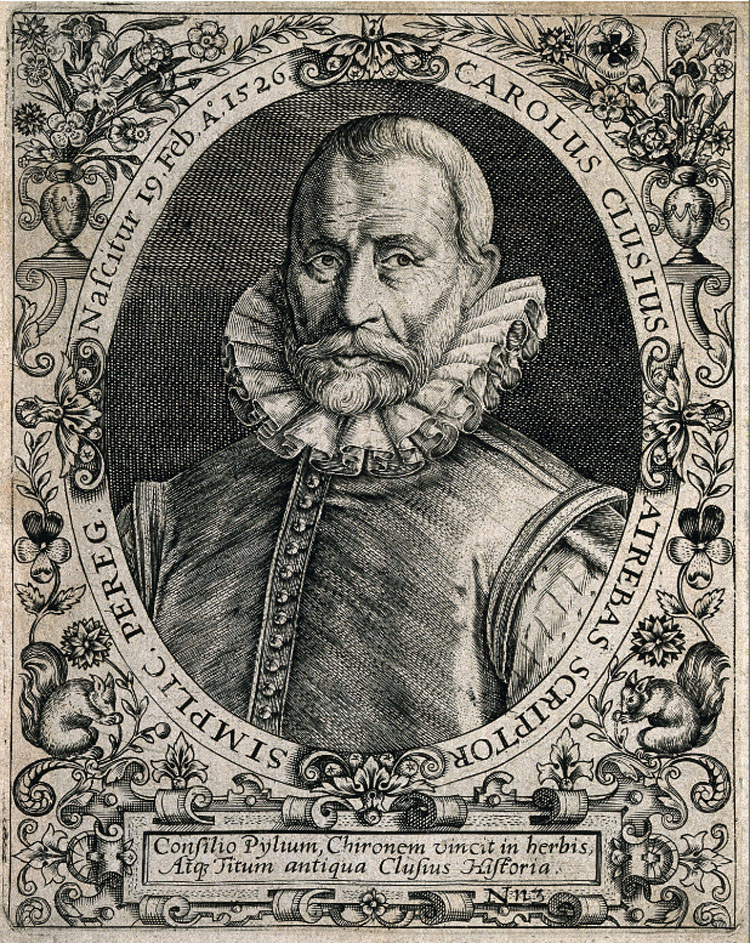 Портрет Шарля де Леклюза. Ссылка на изображение: https://upload.wikimedia.org/wikipedia/commons/d/d7/Charles_de_l%27%C3%89cluse_or_Carolus_Clusius_%281526_%E2%80%93_1609%29_Wellcome_V0003455.jpg