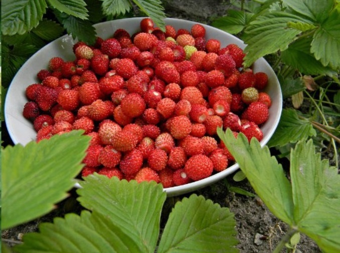 Секрет «пелёнки»: как я из пакетов делаю 15 стаканчиков для рассады и сею землянику в феврале.