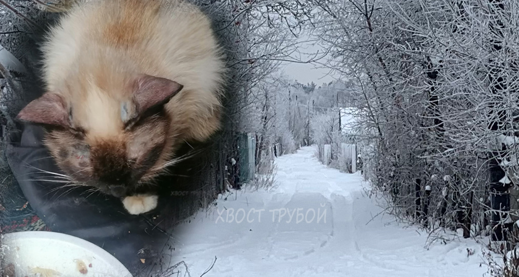 Худющая сиамочка чуть не заледенела на пустых дачах, пока ждала помощи.