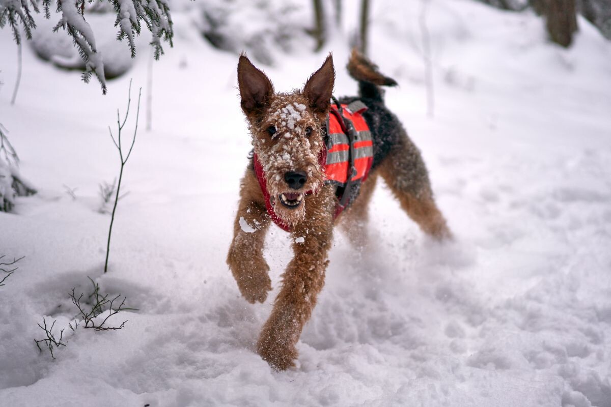 Эрдельтерьер бежит по снегу 