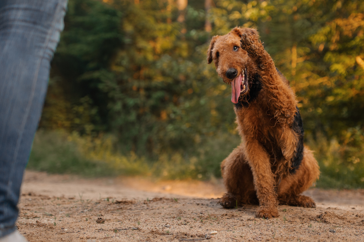 Эрдельтерьер тренировка 