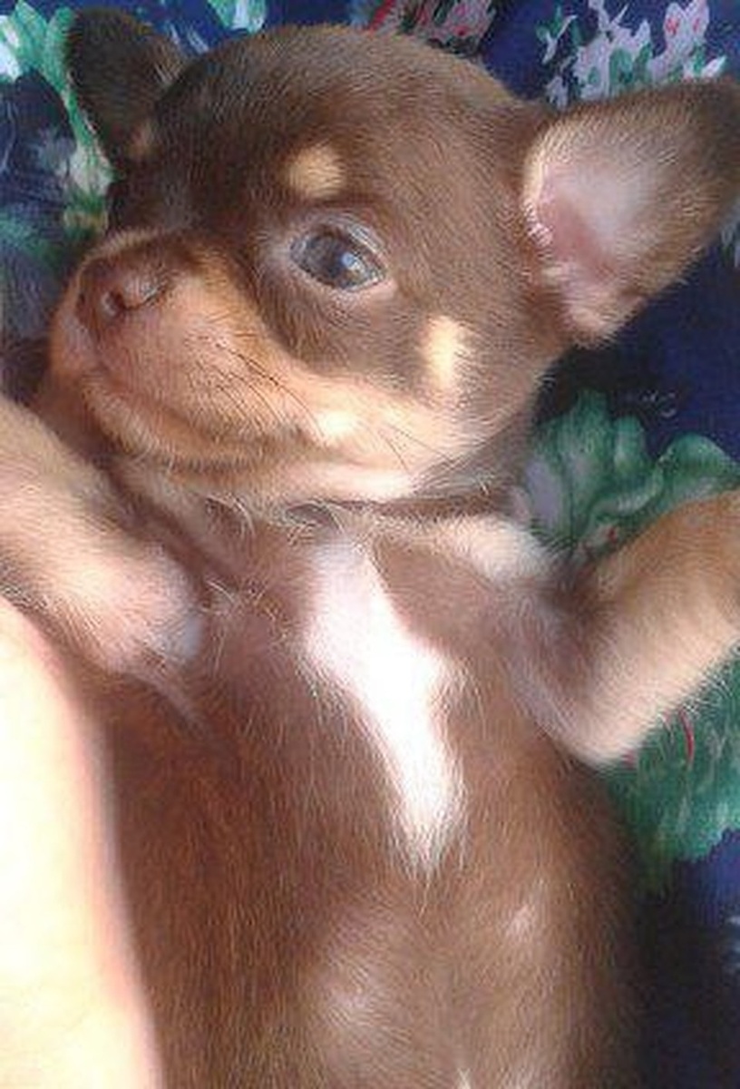    Фунтик появился у Елены еще совсем маленьким. из архива героя публикации