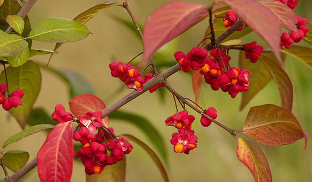    Бересклет европейский (Euonimus euoropaeus). Фото: globallookpress.com