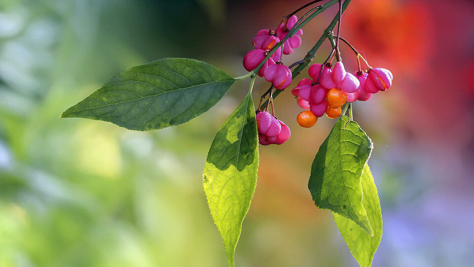 Бересклет. Фото: pixabay.com
