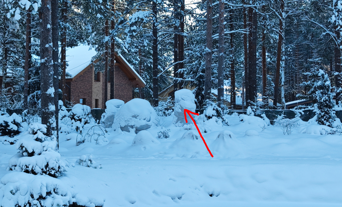 Наш сад в январе. Под стрелкой на фото выше - вяз мелколистный (Ulmis parvifolia) "Geisha"