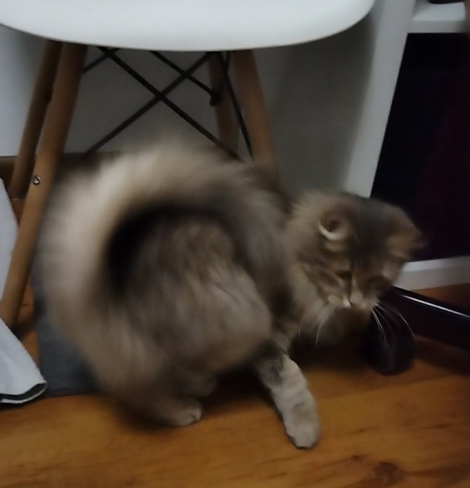 Коша Кольцехвостая 