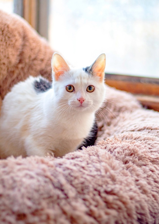 В Твери пройдет Рождественская выставка кошек