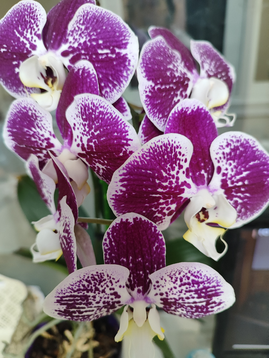 Зацвела моя королева 