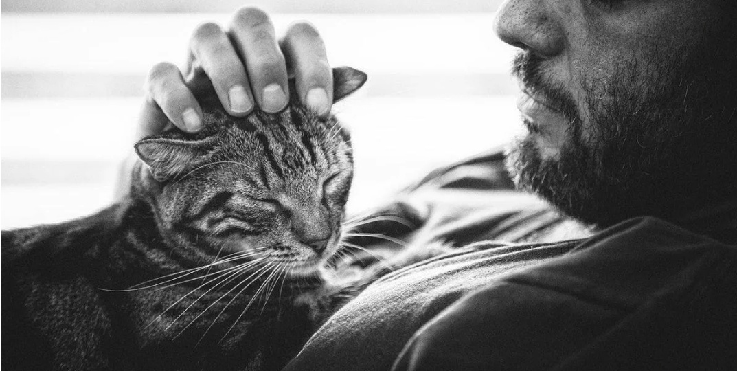 Говорите с кошкой на её языке: 7 жестов, которые заменяют «Я тебя люблю»