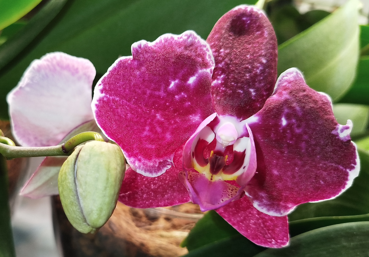 Фото 7 января 2025 фаленопсис Эдакшен начало роспуска первое домашнее цветение