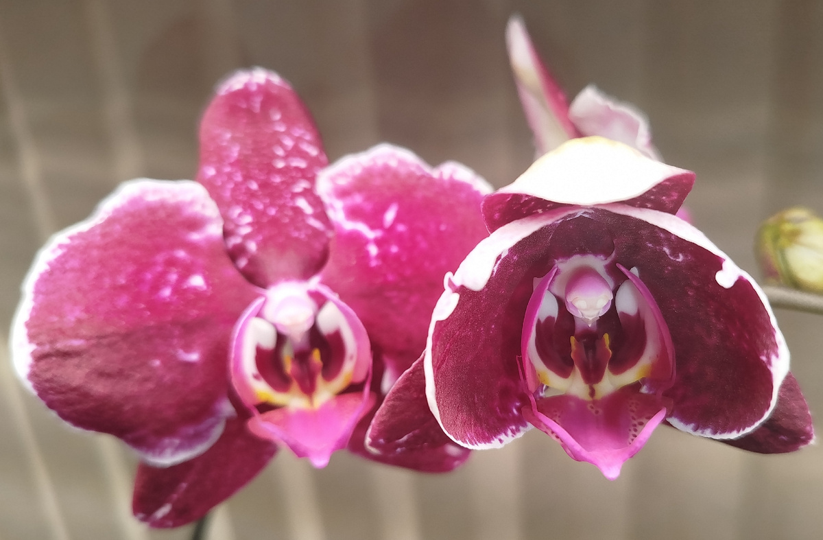 Фото photo  Phalenopsis Eduction 10 января 2026